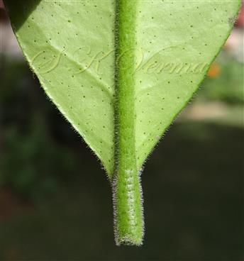  Petiole